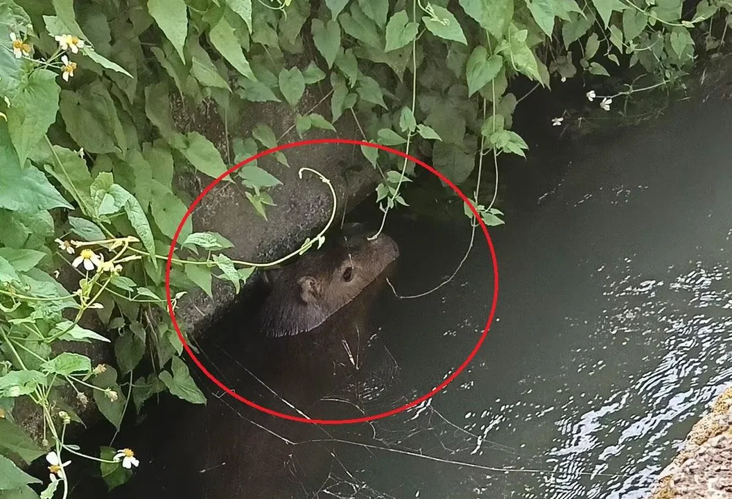 影/南投「水豚君」脫逃爽游水溝　熱心民眾圍捕搜救