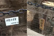 掃黑除惡向「猴」出手！峨眉山多隻獼猴「犯罪被拘留」　景區：人猴分離管理初見成效