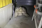 愛龜「屁毛」失蹤！彰化飼主急協尋　竟在住家倉庫找到