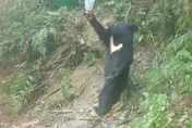 台灣首例！花蓮卓溪黑熊母女獲救照護1年同日野放