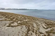 春季限定！澎湖海岸變身潑墨畫　彩色海藻布滿沙灘美如仙境