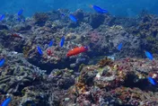 漁獲量12年暴跌4成！新北擬擴大3浬海洋保育區　禁潛水魚槍