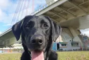 毛英雄退役！搜救犬Matt、Olina開放寄養申請