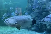 澎湖水族館鎮館石斑「疤哥」辭世　33年生命旅程落幕
