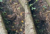 被發現啦！山豬寶寶「中秋節掉水溝」超慌　網爆笑：當時我在玩，然後被烤了…