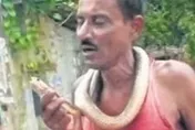 45歲男不爽腿被咬→爆氣咬死眼鏡蛇！火大張嘴反殺　下秒屍掛脖遊街…村民嚇傻