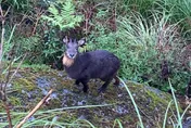 你在看我嗎？小短腿「山神獸」閒晃太平山…傻盯鏡頭網萌翻：還有鬍子欸～