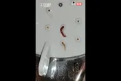 雞皮疙瘩掉滿地！洗澡驚見「紅色怪蟲」竄出蓮蓬頭　詭異扭動讓女子嚇到崩潰