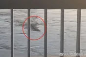 真相大白！南韓漢江「水怪」真面目曝光…網：我都嚇壞了