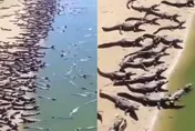 超級大地震即將來襲？大量鱷魚「聚集沙灘」嚇壞當地民眾