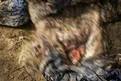 疑生前遭虐殺！400屍藏亂葬崗　她淚曝「難辨認、生殖器被切 」：混蛋該付代價