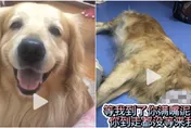 16年閨蜜求借愛犬拍戲…才1天「牠滿口泥沙、鮮血」已斷氣！劇組聲明遭罵翻