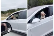 狗狗開車？特斯拉自駕「整車無人」…他嚇問：你主人呢？　荒唐奔馳畫面曝光