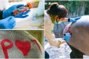 發情蠟筆神作用！女「貘」化身野蠻女友→保育員興奮：期待寶寶誕生