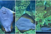 魟魚突斷電「原地靜止殞落」網笑翻：原來魚也會游到虛脫！