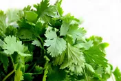 香菜對人體有「這些」好處！醫曝：可提升免疫力