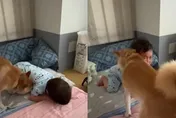 你怎哭了啦！柴柴驚見小主人趴地太悲傷…下秒「肉臉擦淚水」超暖