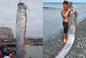 6月就預告台東強震！他海邊捕獲「6m巨型地震魚」　現蹤智利、日本…地牛就翻身