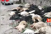 真的有羊群效應！　領頭羊領先墬崖 谷下屍體成群畫面怵目驚心