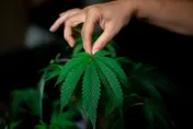 史上最大！軍營旁驚見4千株大麻田　竟雇6移工澆水採收