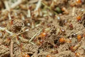 噁！巨量白蟻大軍攻占上海　網教戰「炸來吃」對付：味道超級好