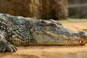 影／被鱷魚咬照樣上班！68歲馴獸師腿部「兩大咬痕」　縫合後不到20分鐘回歸崗位