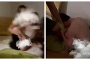帶球女是玩咖？搞上小王「大玩撞擊遊戲」不顧肚裡寶寶　遭破門抓姦…他全裸龜縮角落