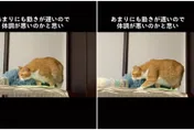 老貓動作「突放慢遲緩」鏟屎官嚇爆急送醫！醫生診斷：牠很有愛？