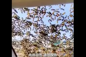 男子偷走蜂王遭蜂群追擊　蜜蜂爬滿車窗一路追殺