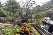 基隆自強隧道外榕樹倒塌壓傷女騎士…疑因大雨導致樹根腐爛