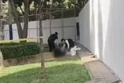 桃園籃球場驚見男屍！23歲混血男捲詐騙案遭痛毆　「面目全非」丟包草地