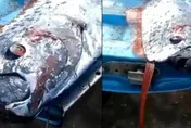 毀滅性地震恐來襲？身長4.8m「龍宮使者」浮出水面　智利漁民憂：災害來臨前兆