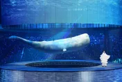 劉若英斥資破億搬熊萌翻演唱會  感動泛淚全場合唱〈後來〉