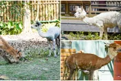 動物園羊駝大洗牌！新成員「比爾＋蓋茲」超蝦趴～換血原因怕近親？