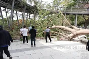8米巨樹倒塌「壓傷3民眾」！台中鰲峰山鬼洞傳意外　4旬男一度昏迷…2人掛彩送醫