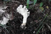 陸發現全球新物種「白蓋雞油菌」　網友都在問「這個問題」…