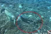 生態浩劫蔓延離島！「海底哥吉拉」現身小琉球　1m長與龜伴游…他嚇壞了