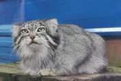 陸「4秒俠」網紅「兔猻」慘死！頭大的骨頭「整根吞」窒息卒