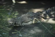 遭鱷魚一口拖走！30歲男河邊釣魚消失5hrs　屍體躺岸邊「右手被啃光」