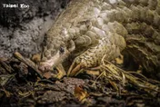 布拉格動物園傳喜訊！台灣穿山甲懷孕當媽　歐洲首隻穿山甲寶寶將誕生