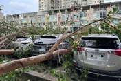 無風無雨　高雄楠梓路樹無預警斷裂…路邊5車遭擊中