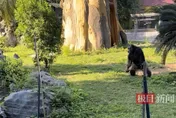 神奇動物齊聚南寧動物園　網民質疑：是什麼讓他們瘋狂？