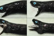 全球僅3地出現！台東捕獲「猛毒魚」紅到國外　真實身分極為罕見