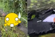 山區水溝「驚見流水屍」？黑衣男遭激流高速沖下　「游泳游到睡著」超扯畫面曝