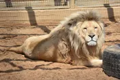 烏克蘭動物園11隻獅子成功撤離戰區　動保團體完成最大規模救援任務！
