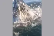 父子釣魚「遇到座頭鯨」！衝出水面「魚群狂噴」　驚險畫面曝光