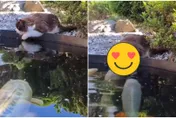 影/準備開動？大型魚湯成「戀愛現場」喵星人超溫柔：大家都是好朋友