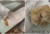 影/外套長出橘色毛怪「生無可戀眼神」引爆笑！飼主無奈：上班要遲到了～我才生無可戀