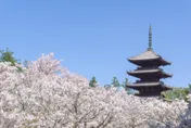 解封後赴日旅遊人數暴增！　想撿便宜機票必須把握「這幾天」