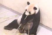 病情惡化！大貓熊團團走不動「用前腳拖行」  　食慾減半脫水急輸液